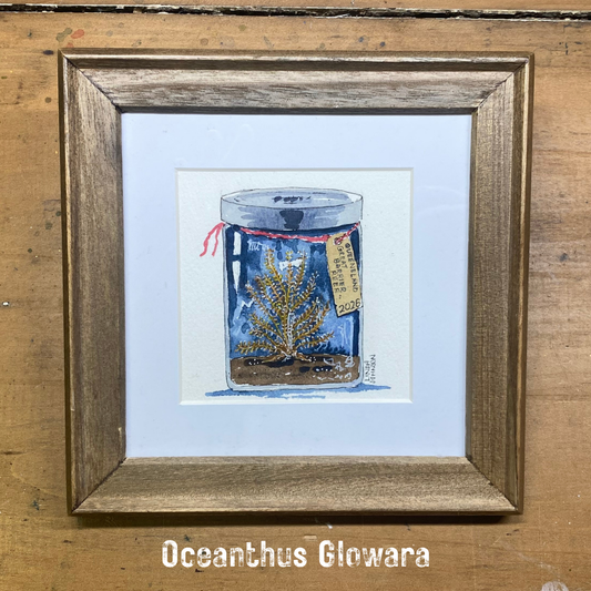 Oceanthus Glowara Coral Keepsake Painting