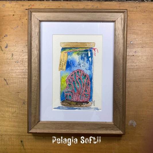 Pelagia Softii Coral Keepsake Painting